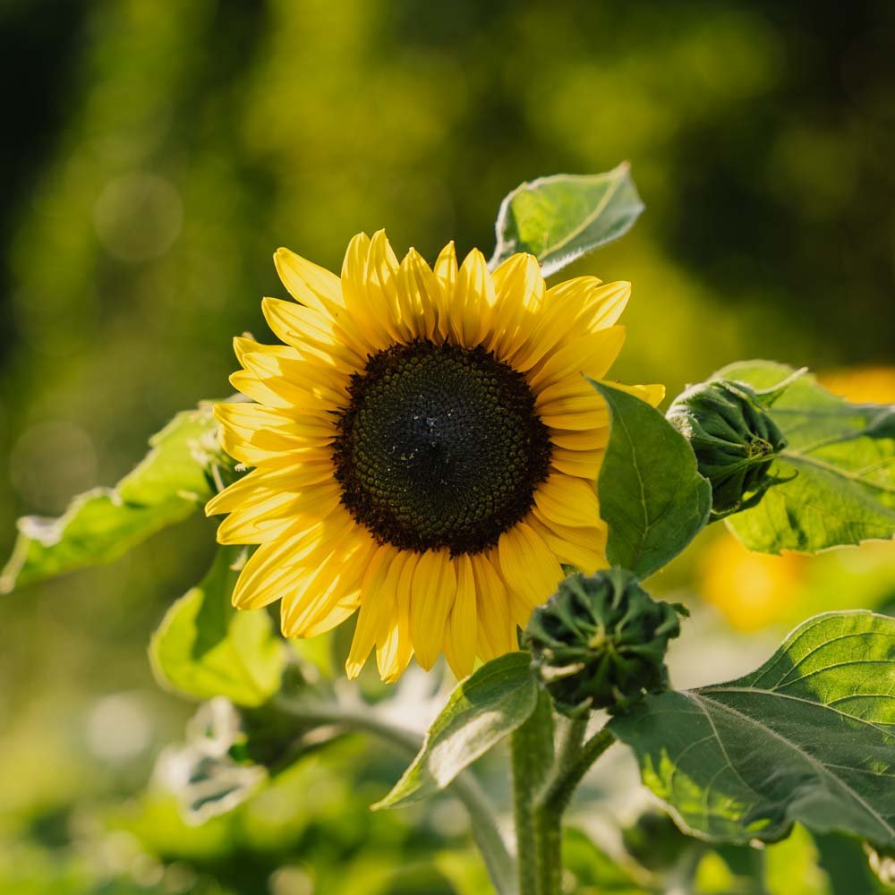 Solsikkefrø 'Medium Flowered' - 20 Økologiske Frø