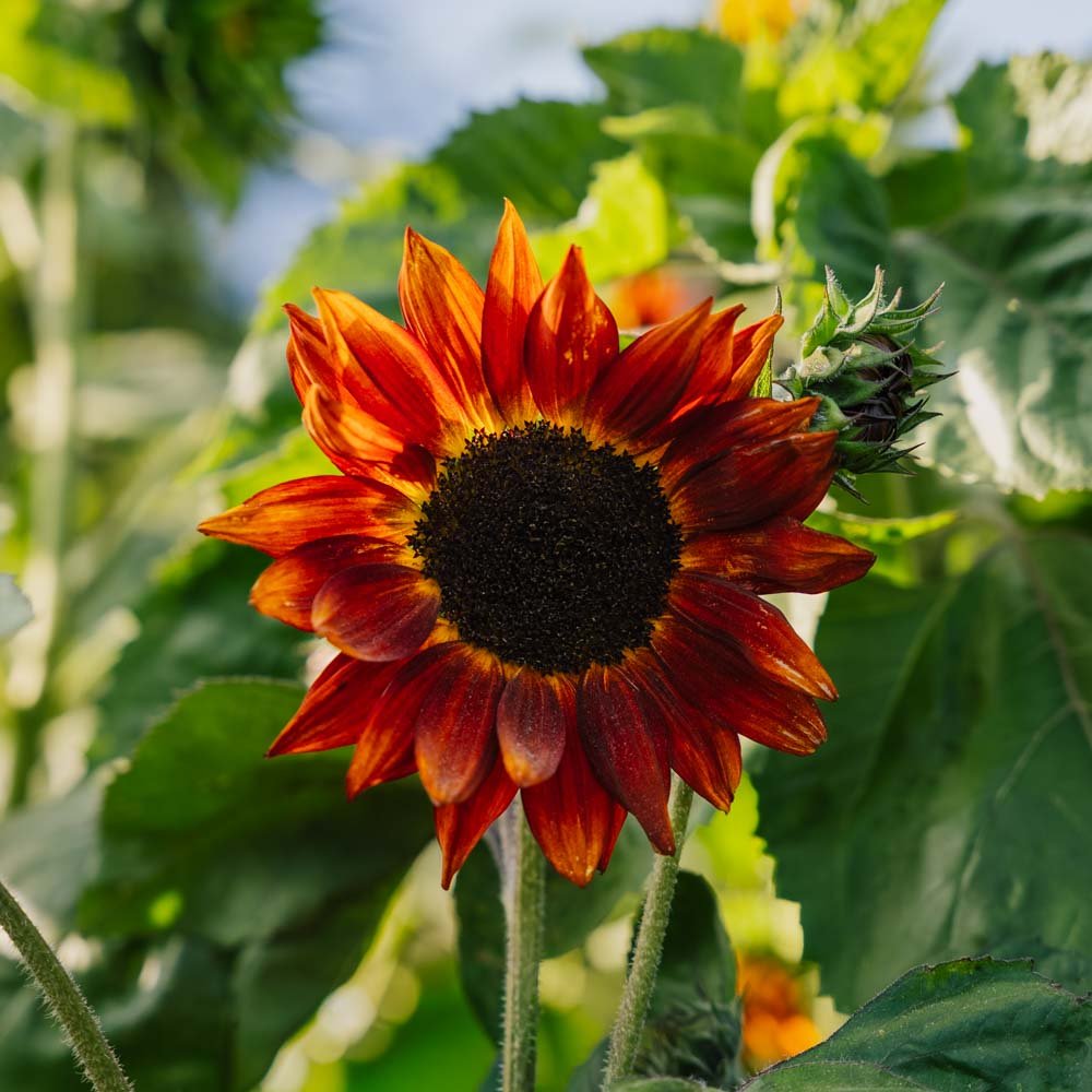 Solsikkefrø 'Velvet Queen' - 10 Økologiske Frø