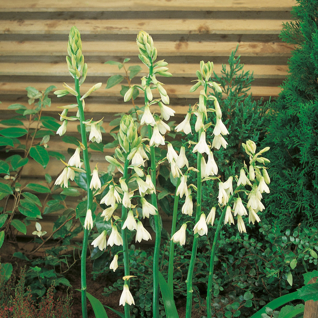 Sommerhyacint, Galtonia Candicans