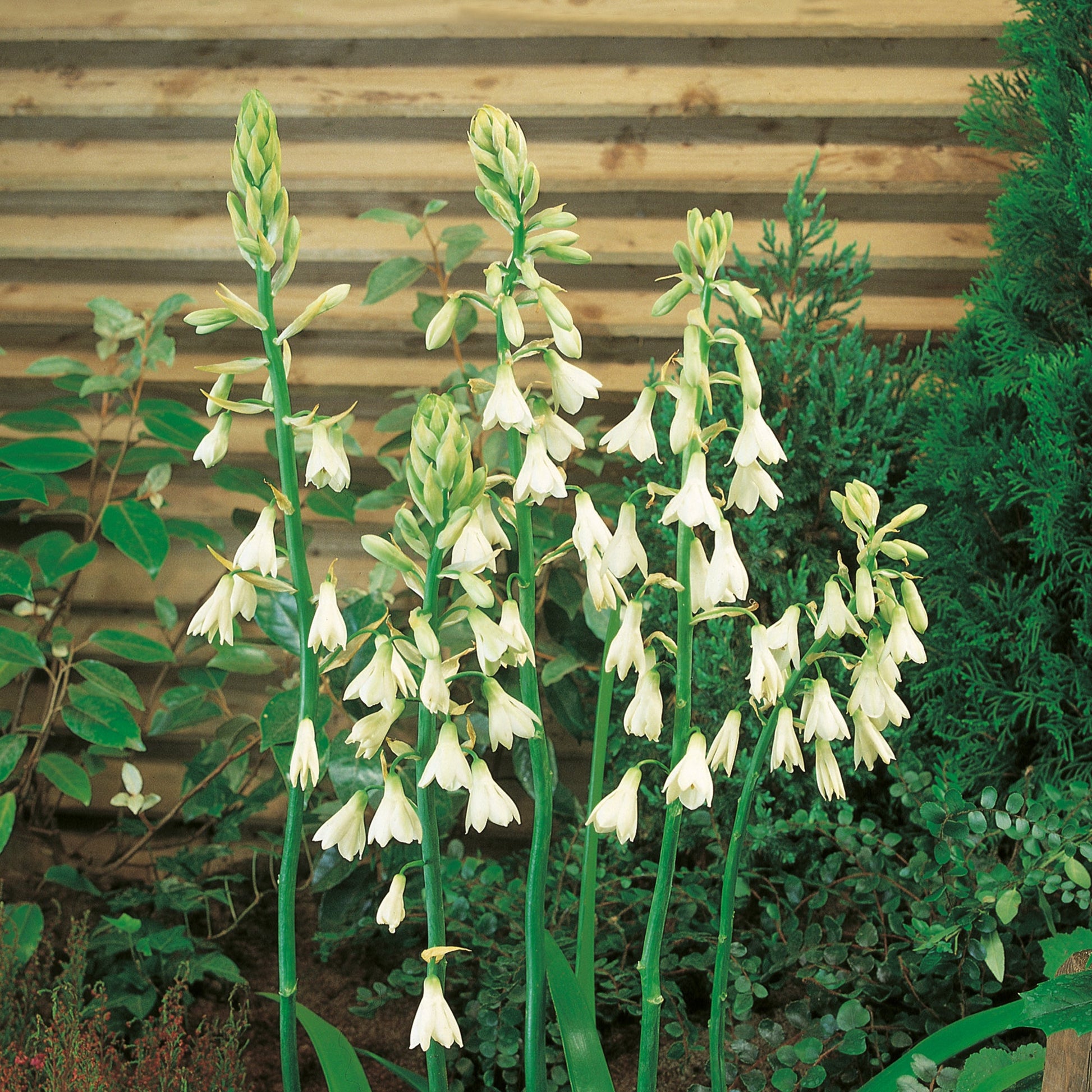 Sommerhyacint, Galtonia Candicans