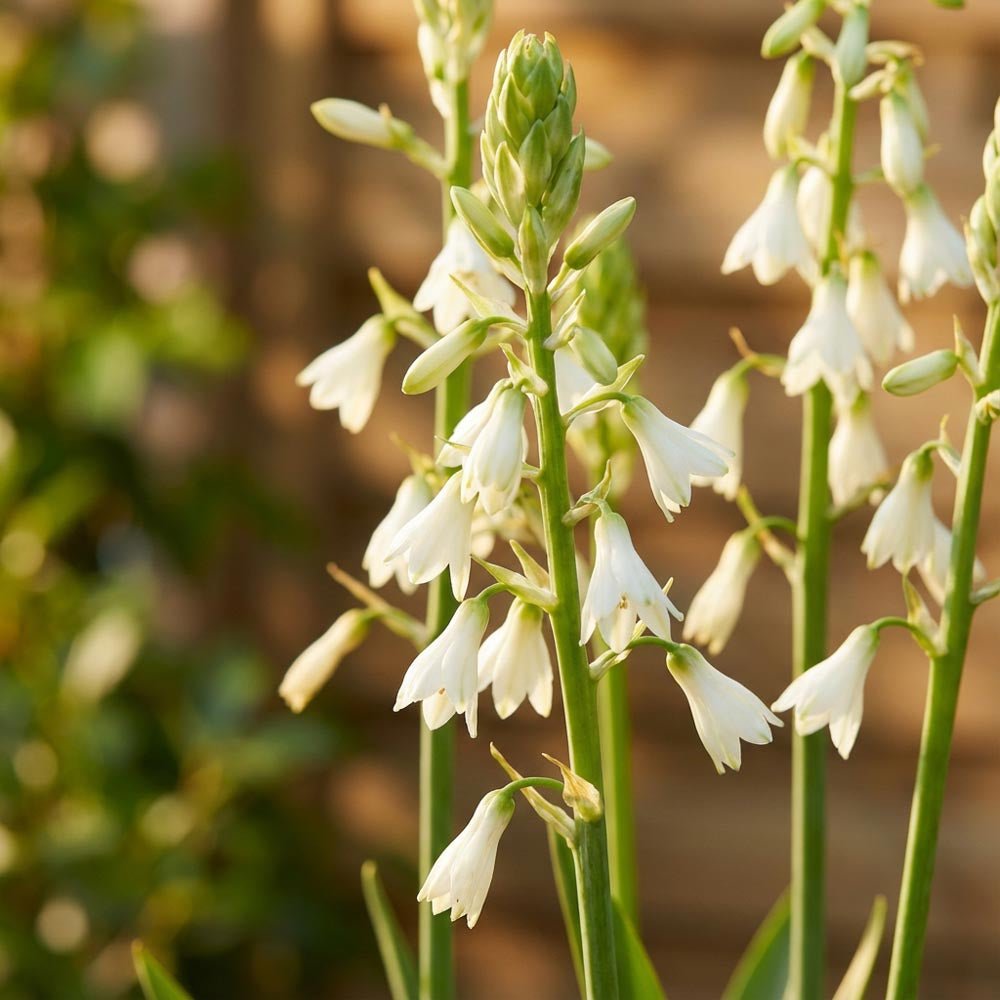 Sommerhyacint, Galtonia Candicans