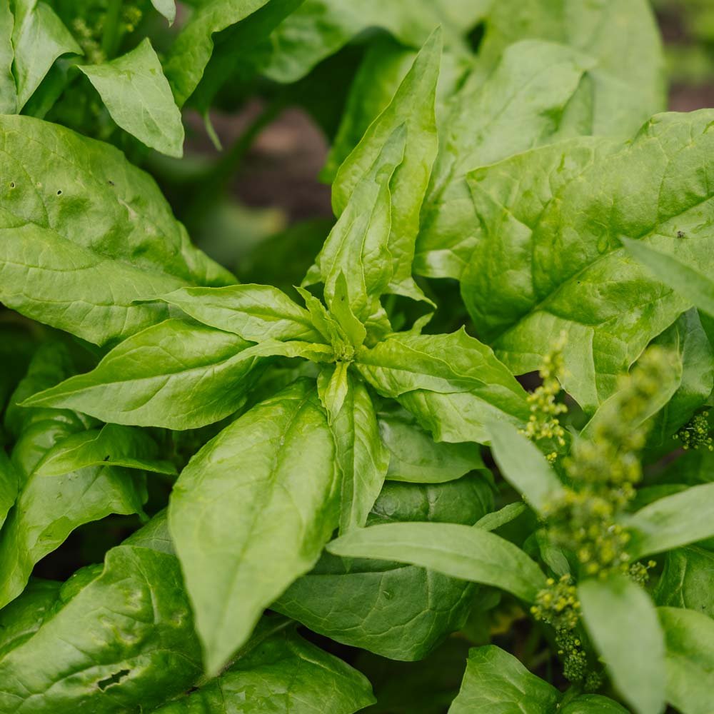 Spinat frø 'Early Giant Leaf' - 125 Økologiske Frø