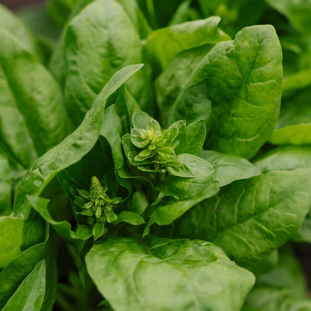 Spinat frø 'Winter Giant' - 200 Økologiske Frø