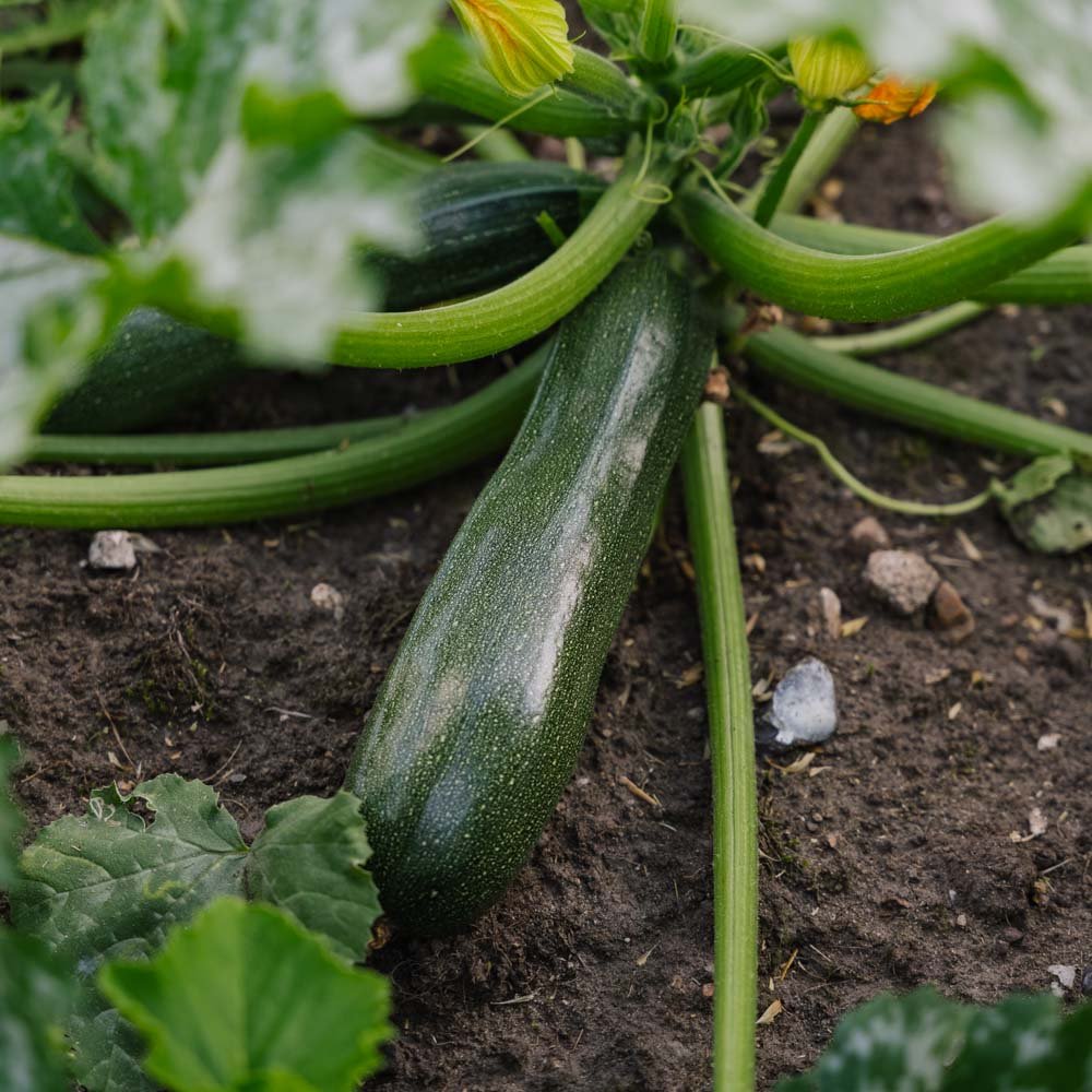 Squash frø 'Zucchini' - 6 Økologiske Frø