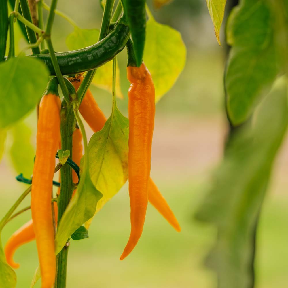 Stærk Chili 'Koh Tao' - 5 Økologiske Frø