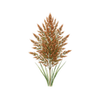 Blomsterfrø