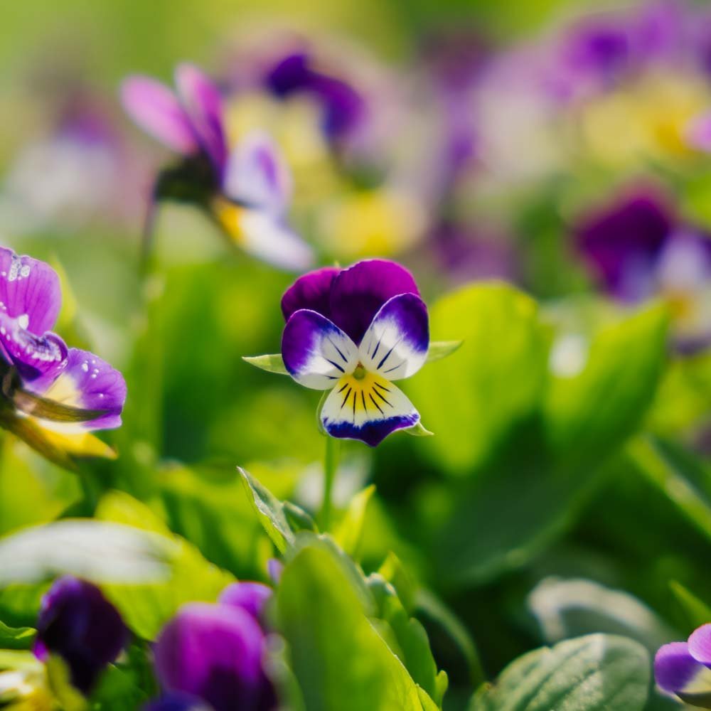 Stedmoderblomst frø - 100 Økologiske Frø