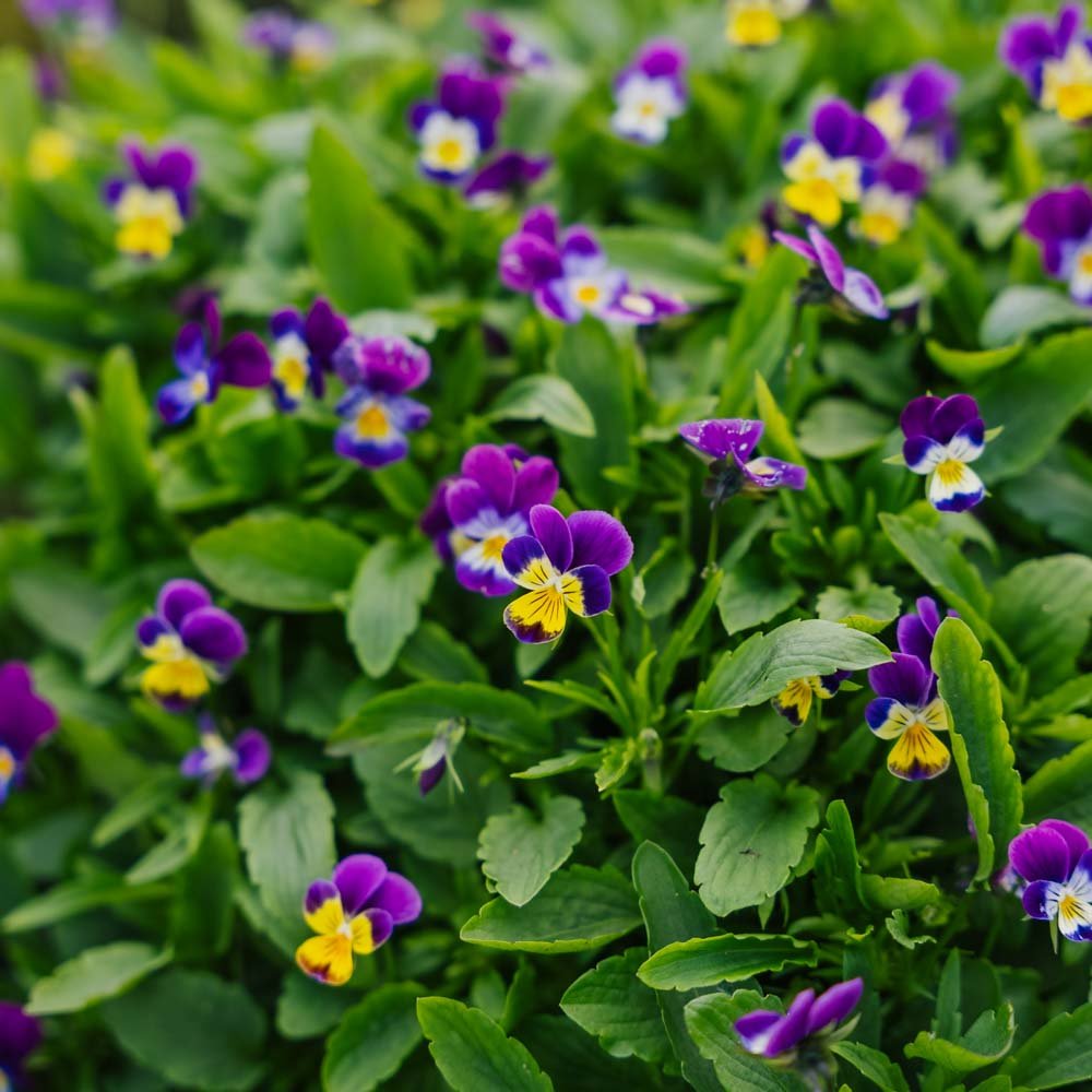 Stedmoderblomst frø - 100 Økologiske Frø