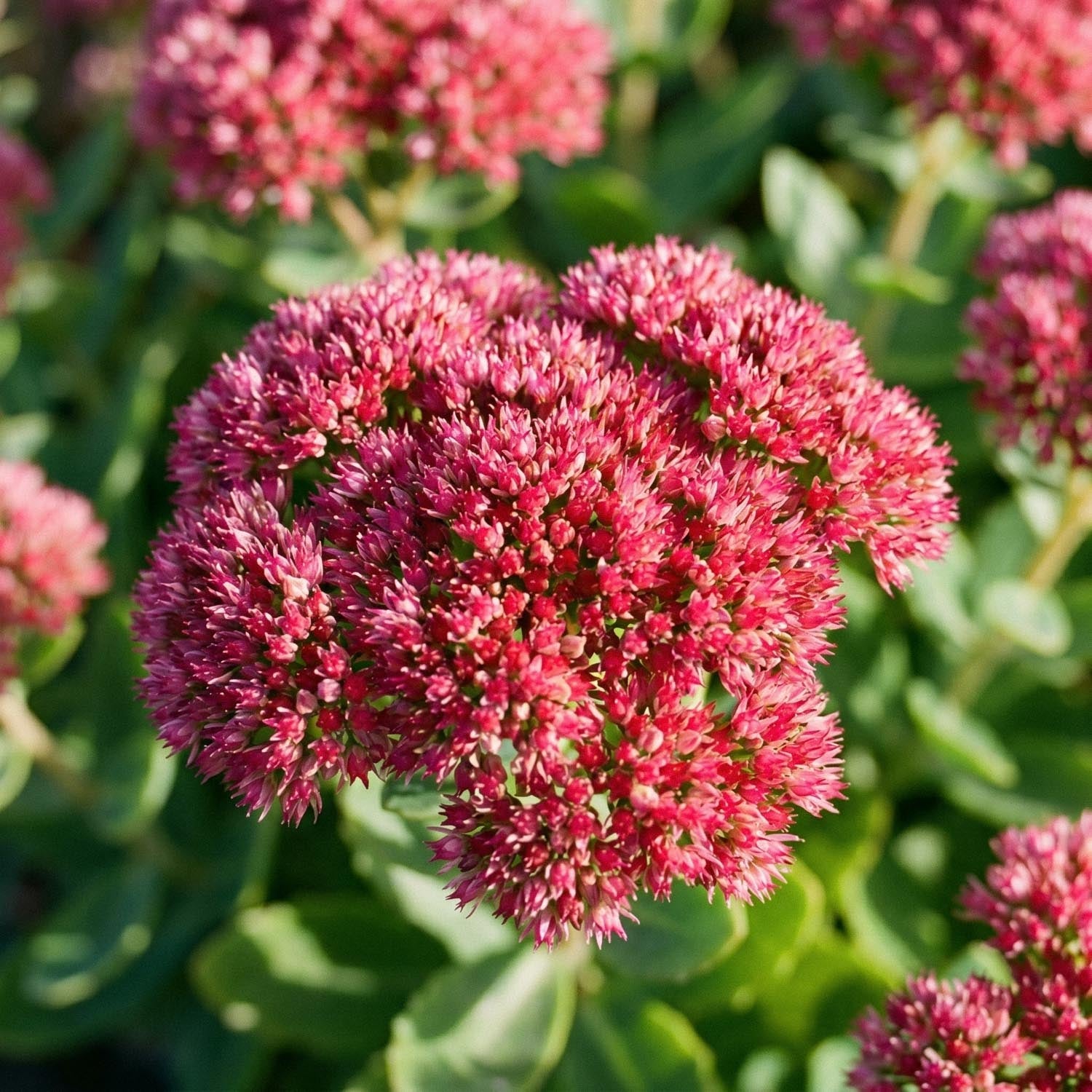 Stenurt, Sedum 'Herbstfreude'