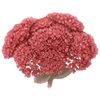 Stenurt barrodsplanter / Sedum