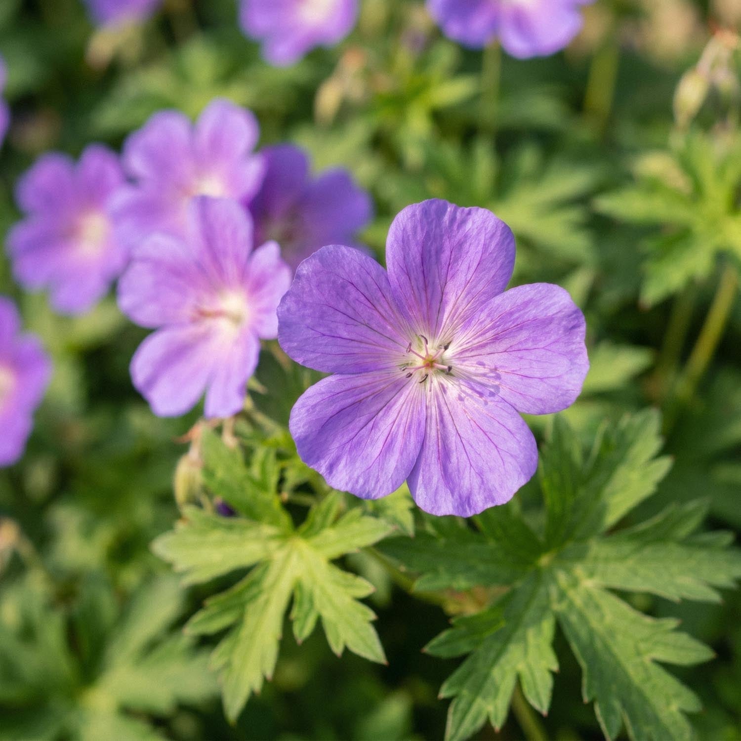 Storkenæb, Geranium 'Brookside'