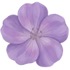 Storkenæb barrodsplanter / Geranium