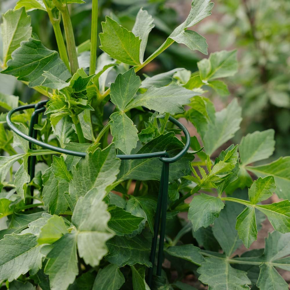 Støttebøjle til planter, B: 20 cm H: 35 cm