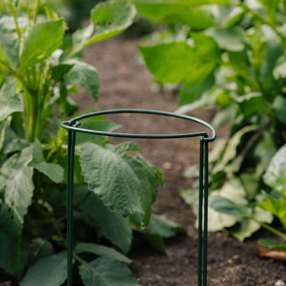 Støttebøjle til planter, B: 20 cm H: 35 cm