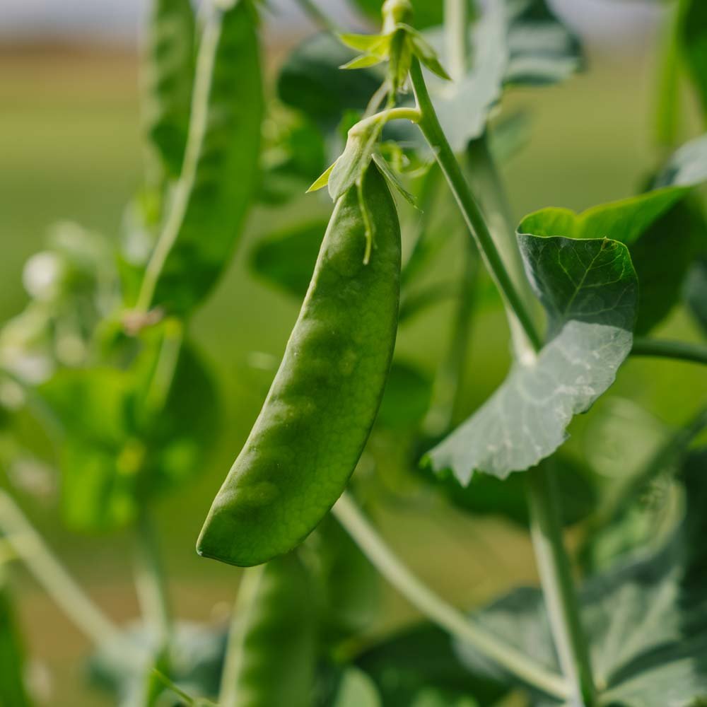 Sukkerært 'Sweet Horizon' - 20 Økologiske Frø
