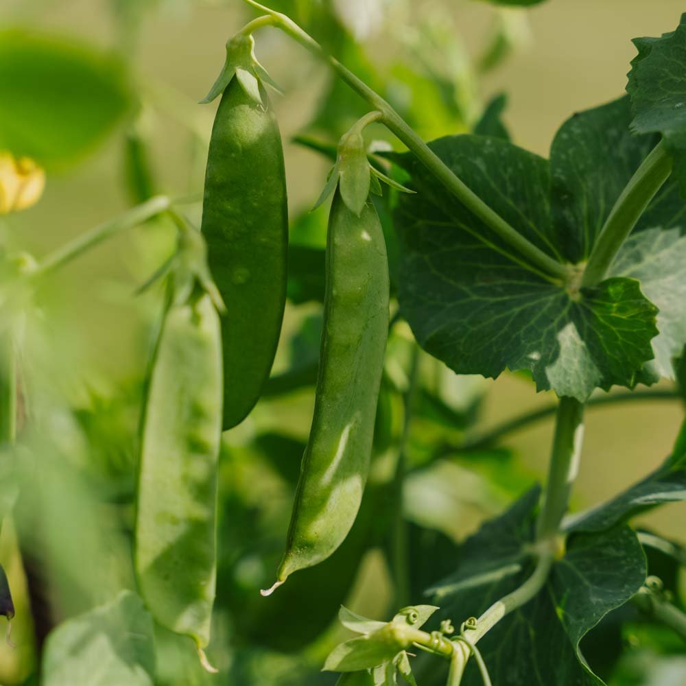 Sukkerært 'Sweet Horizon' - 20 Økologiske Frø