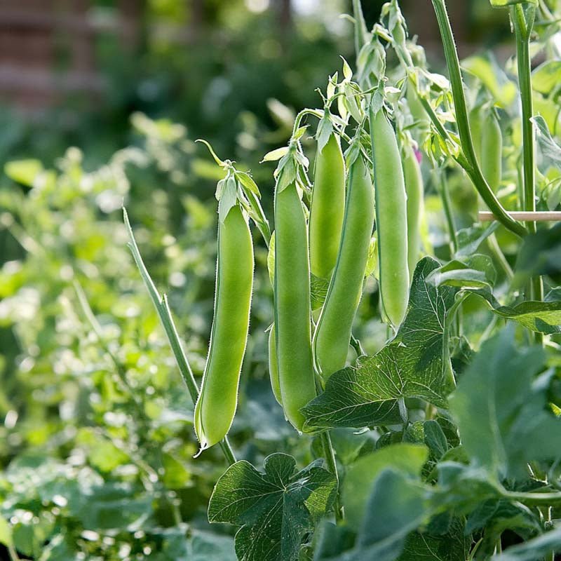 Sukkerærte frø 'Ambrosia' - 20 Økologiske Frø