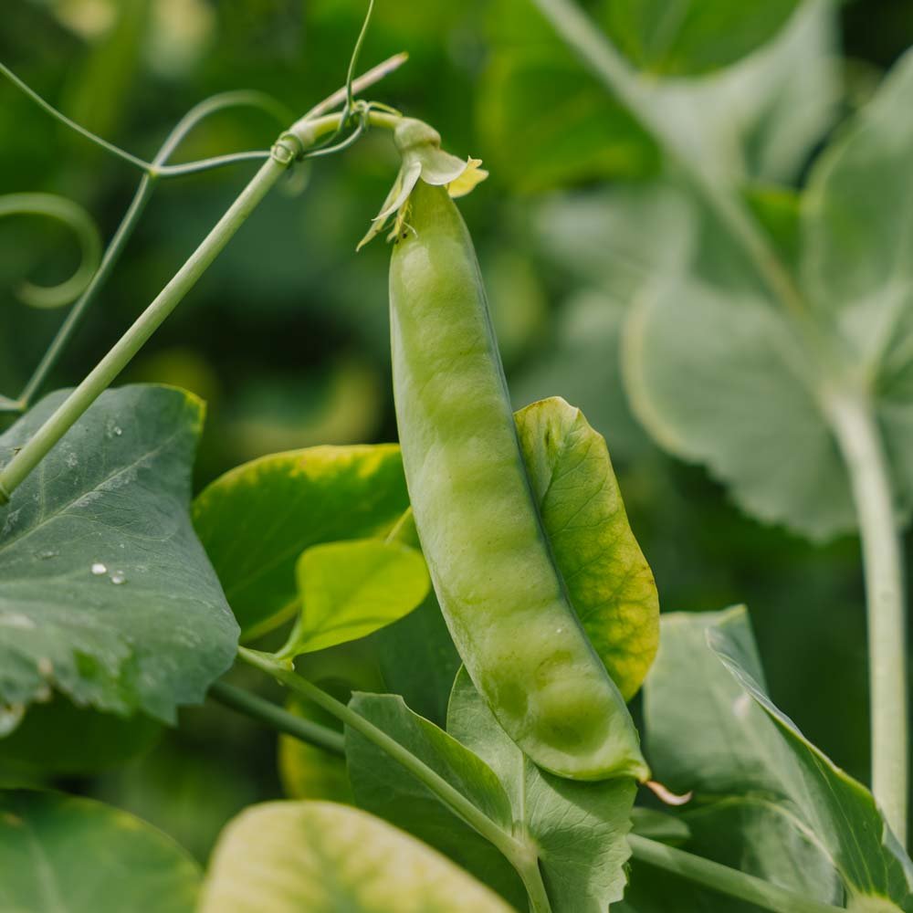 Sukkerærte frø 'Heraut' - 20 Økologiske Frø