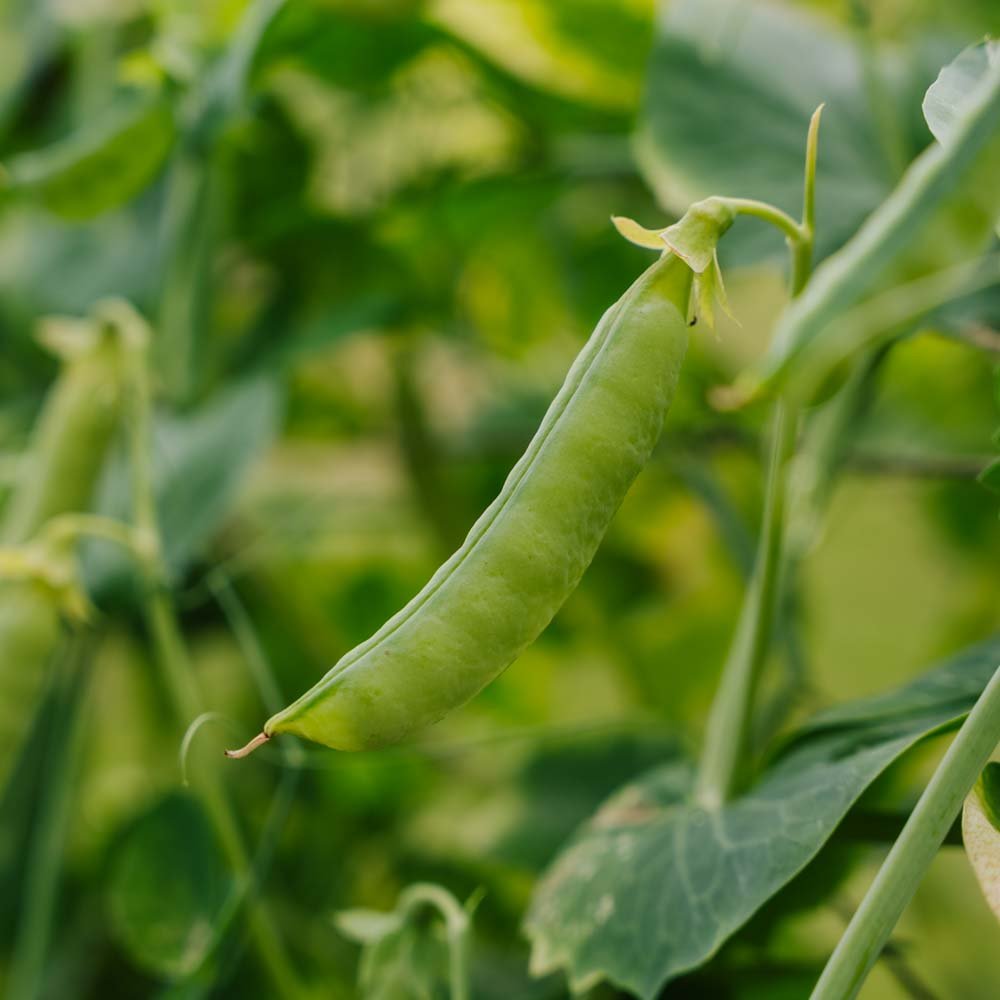 Sukkerærte frø 'Heraut' - 20 Økologiske Frø