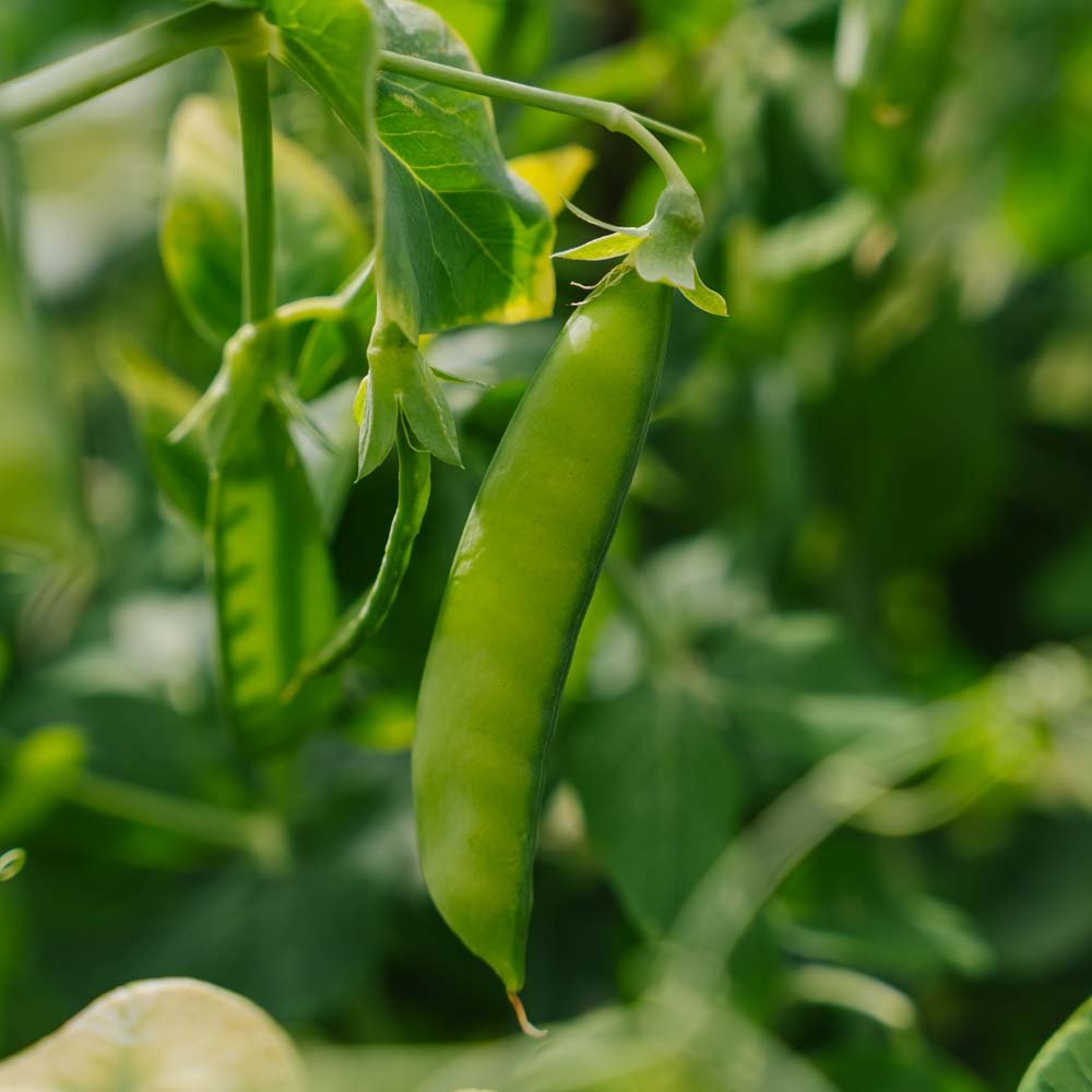 Sukkerærte frø 'Heraut' - 20 Økologiske Frø