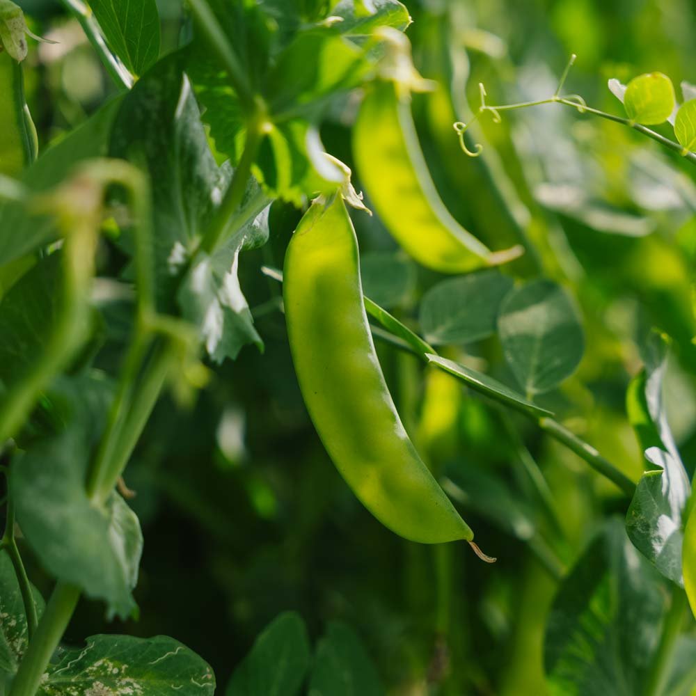 Sukkerærte frø 'Norli' - 20 Økologiske Frø