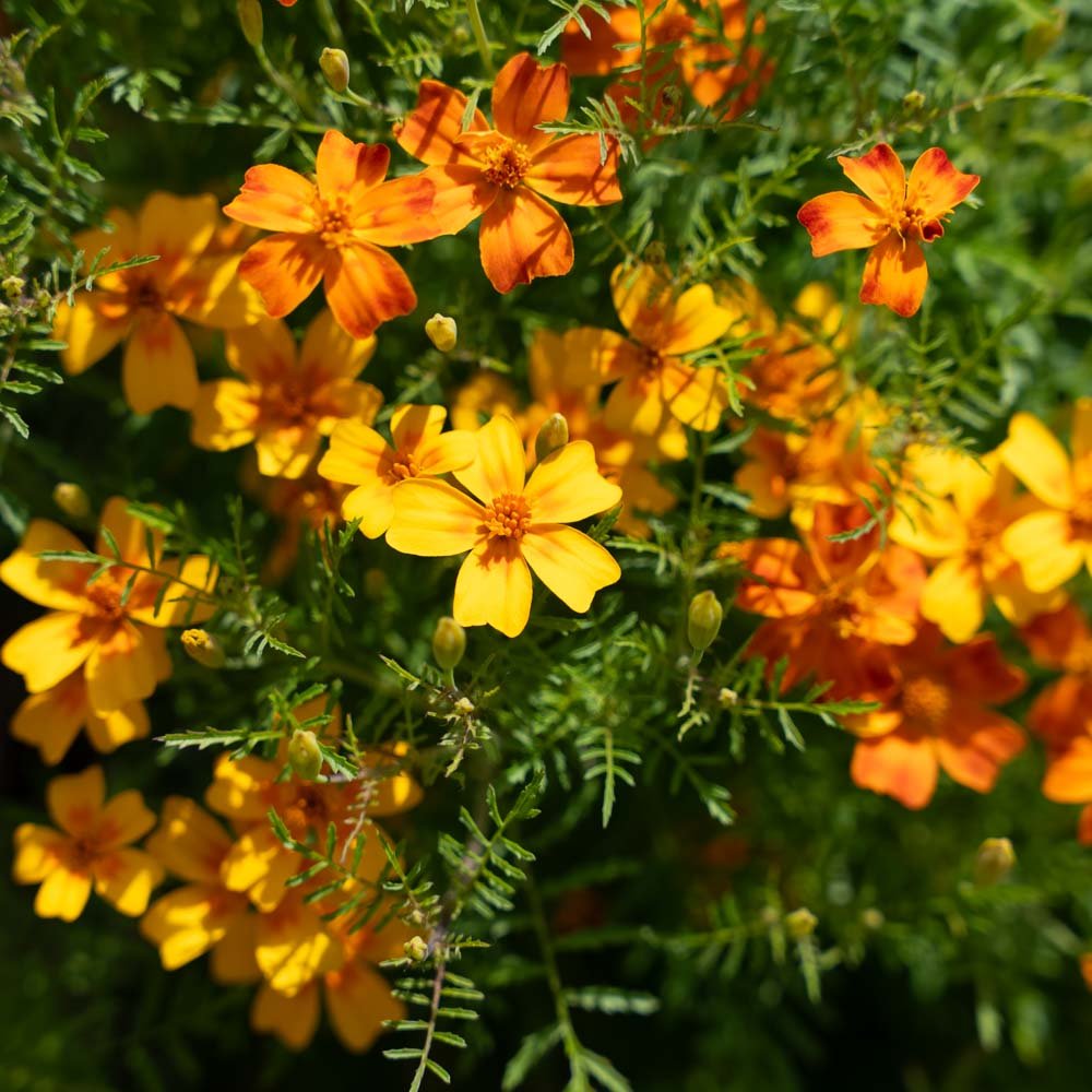 Tagetes frø 'French Marigold' - 75 Økologiske Frø