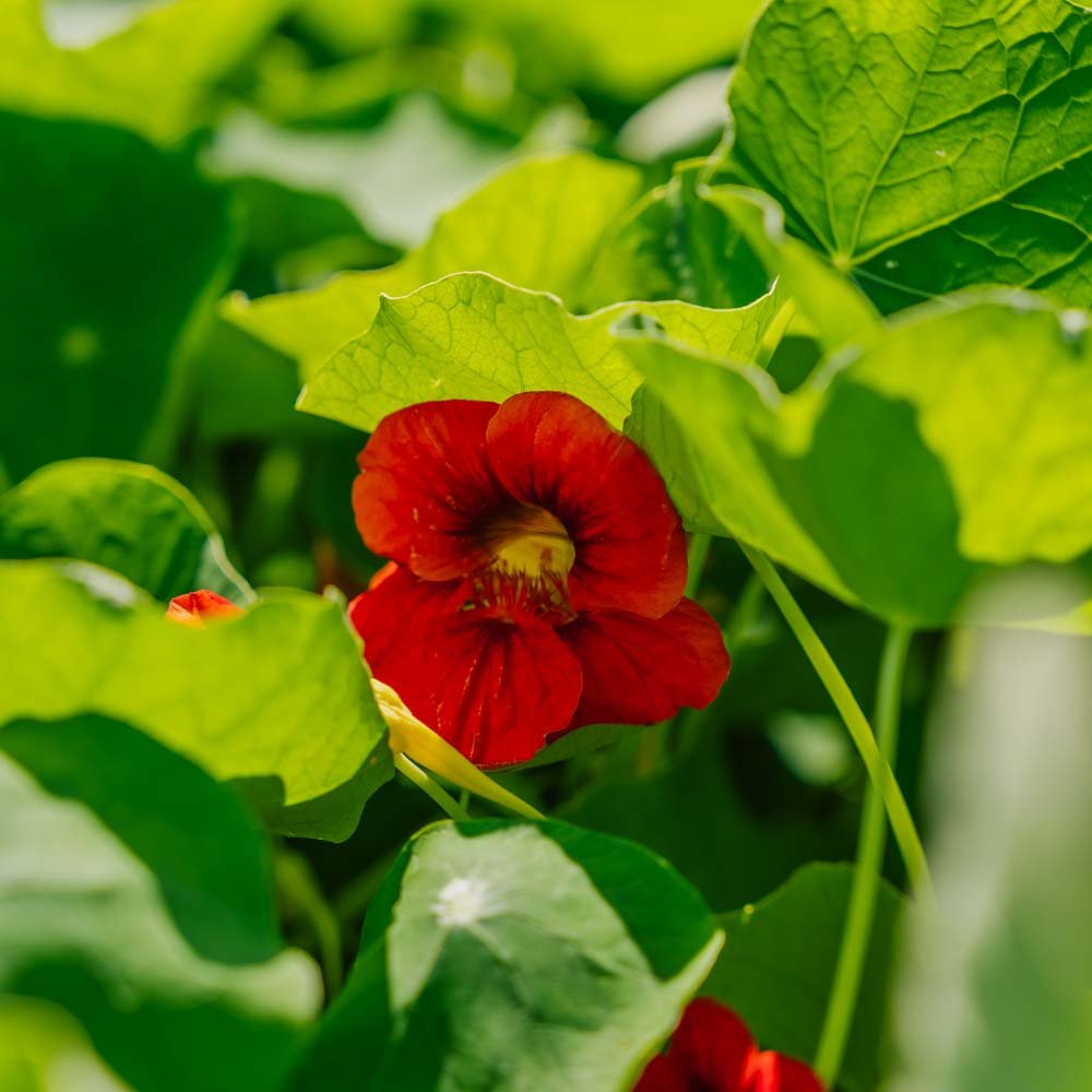 Tallerkensmækker frø 'Garden Nasturtium, non trailing' - 8 Økologiske Frø