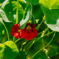 Tallerkensmækker frø 'Garden Nasturtium, non trailing' - 8 Økologiske Frø