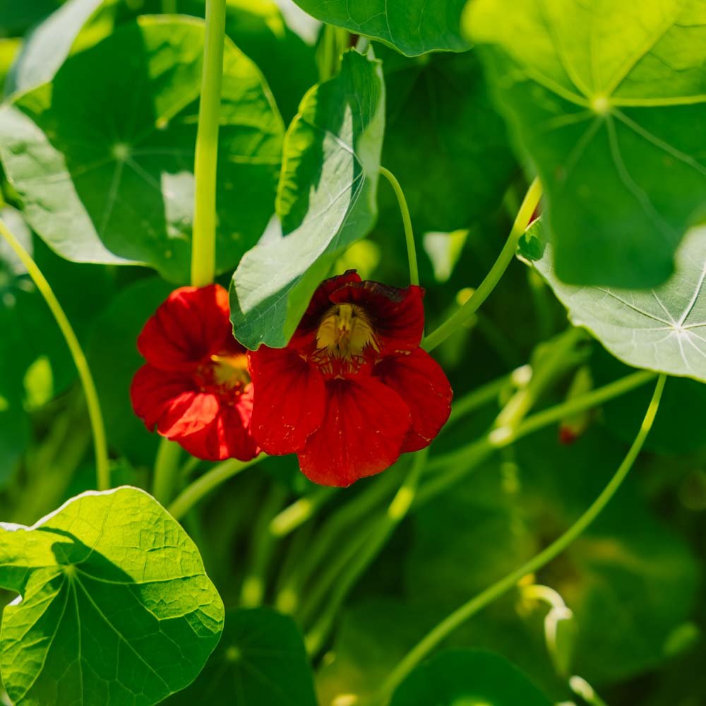 Tallerkensmækker frø 'Garden Nasturtium, non trailing' - 8 Økologiske Frø