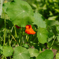 Tallerkensmækker 'Tropaeolum majus' - 8 Økologiske Frø