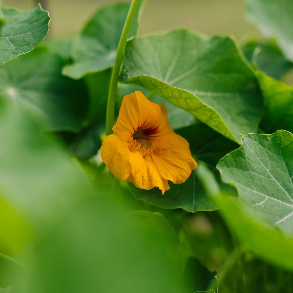 Tallerkensmækker 'Tropaeolum majus' - 8 Økologiske Frø