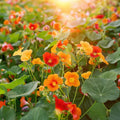 Tallerkensmækker 'Tropaeolum majus' - 8 Økologiske Frø