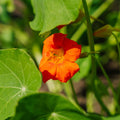 Tallerkensmækker 'Tropaeolum majus' - 8 Økologiske Frø