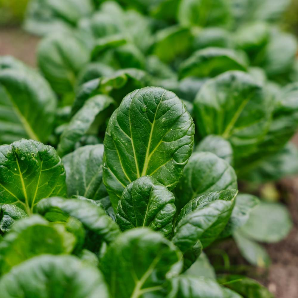 Tatsoikål frø - 50 Økologiske Frø