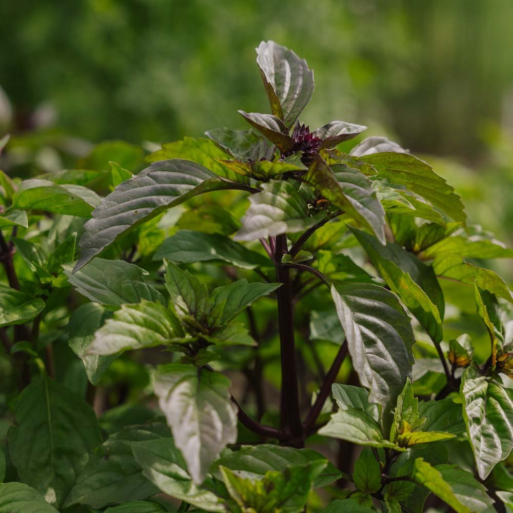 Thai Basilikum frø - 50 Økologiske Frø