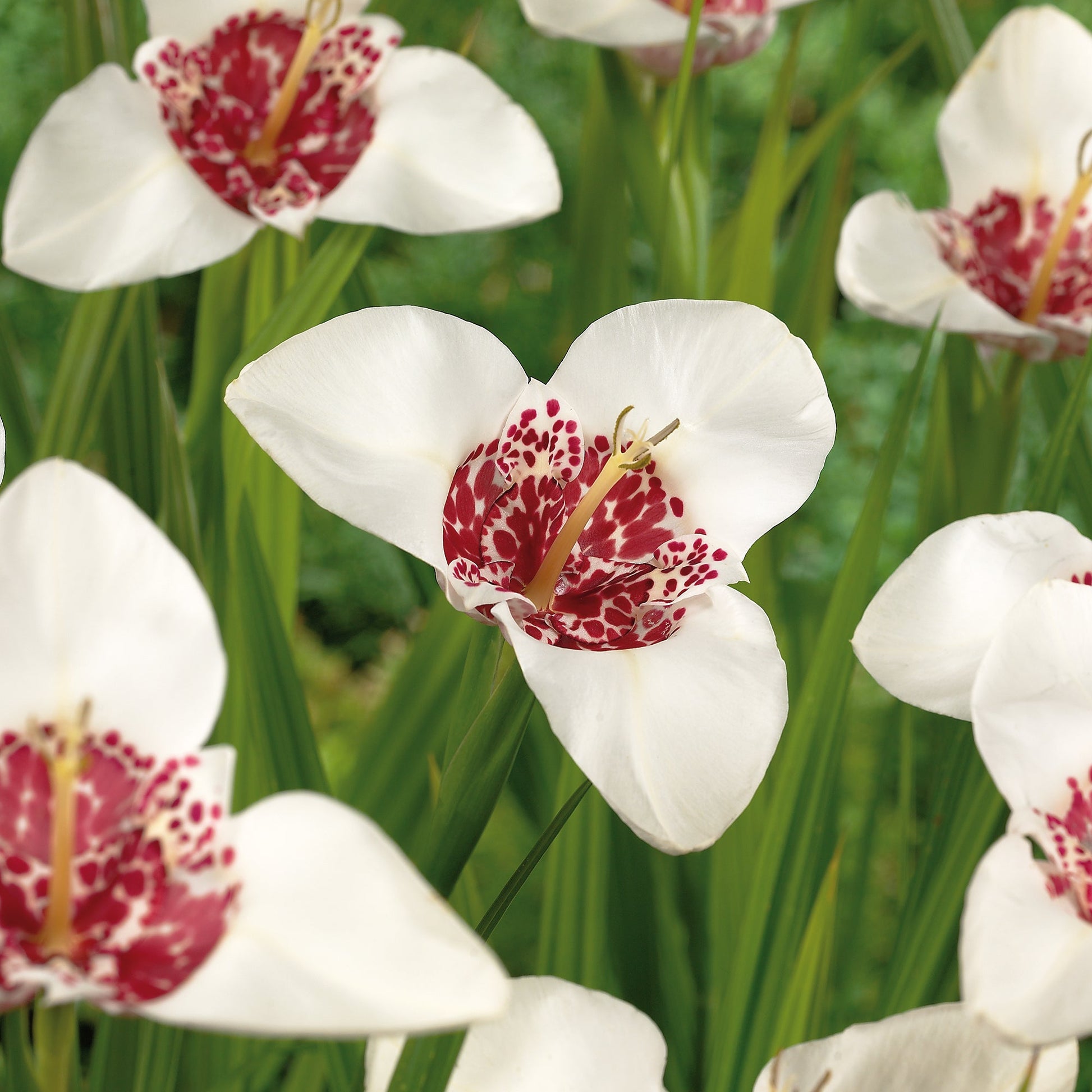 Tigerblomst, Tigridia 'Alba'
