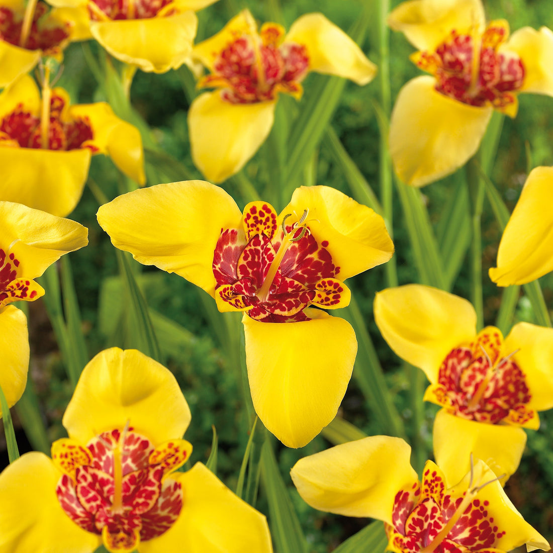 Tigerblomst, Tigridia 'Aurea'