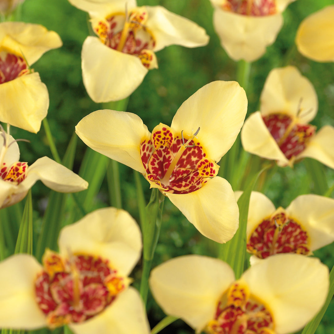 Tigerblomst, Tigridia 'Canariensis'