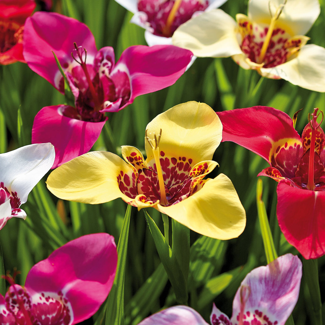 Tigerblomst, Tigridia 'Pavonia Mixed'