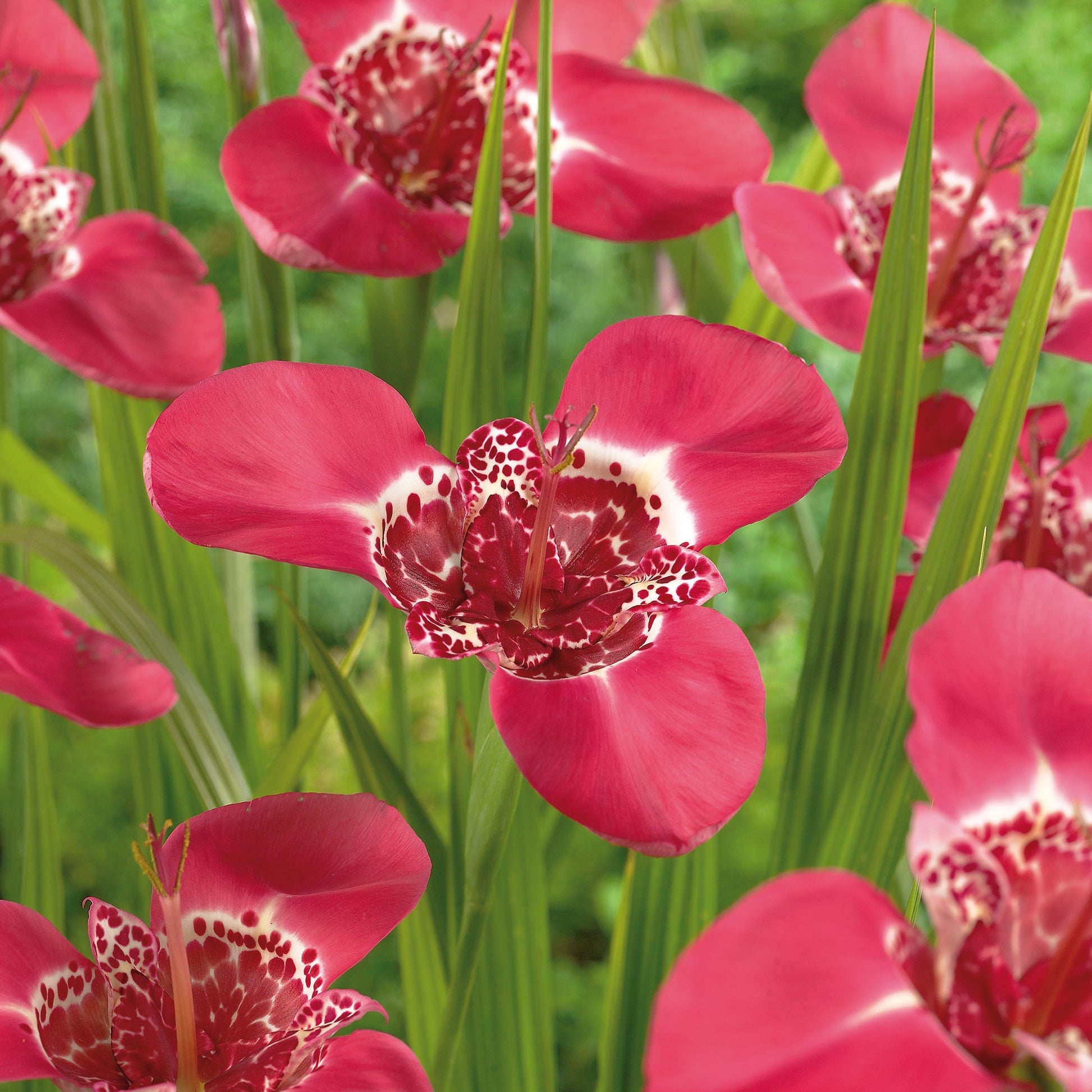 Tigerblomst, Tigridia 'Pink'