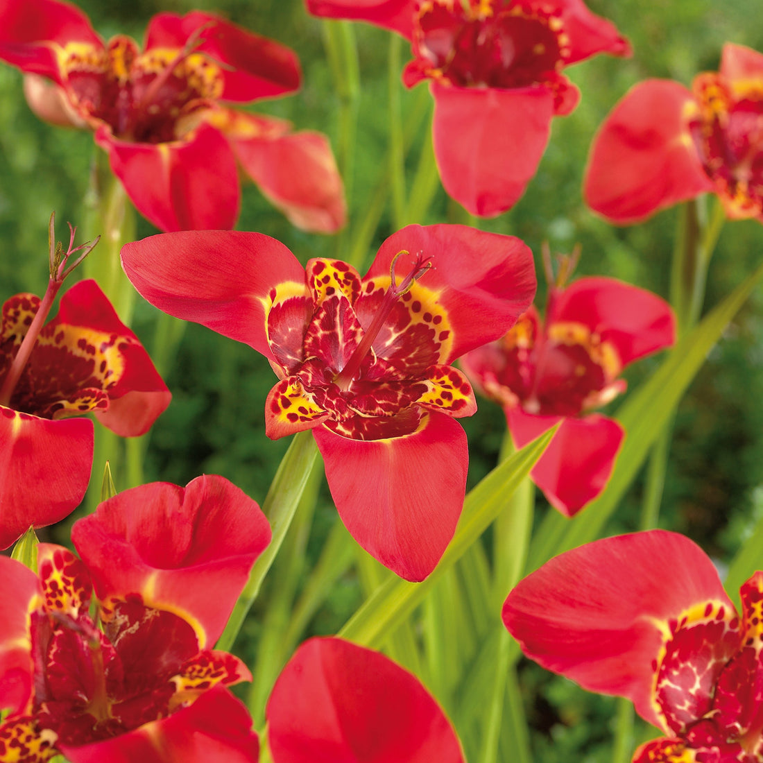 Tigerblomst, Tigridia 'Red'