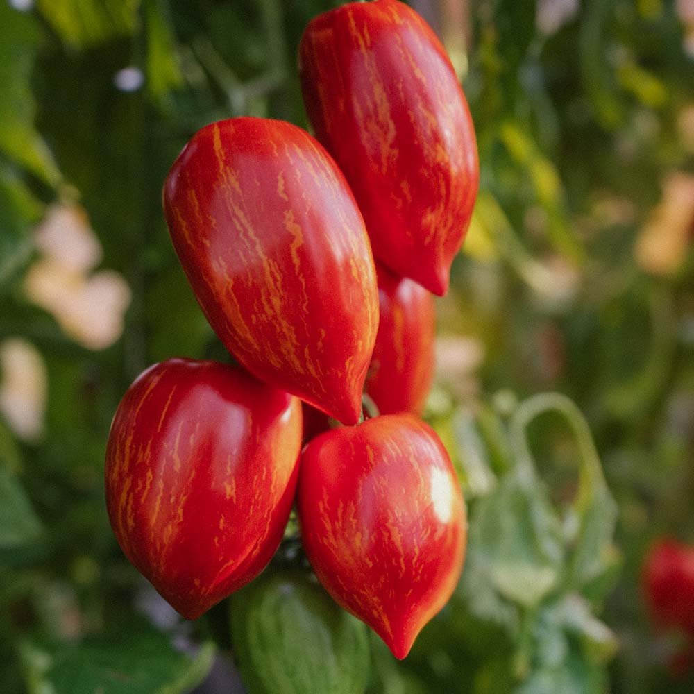 Tomatfrø 'Marmorossa' - 10 Økologiske Frø