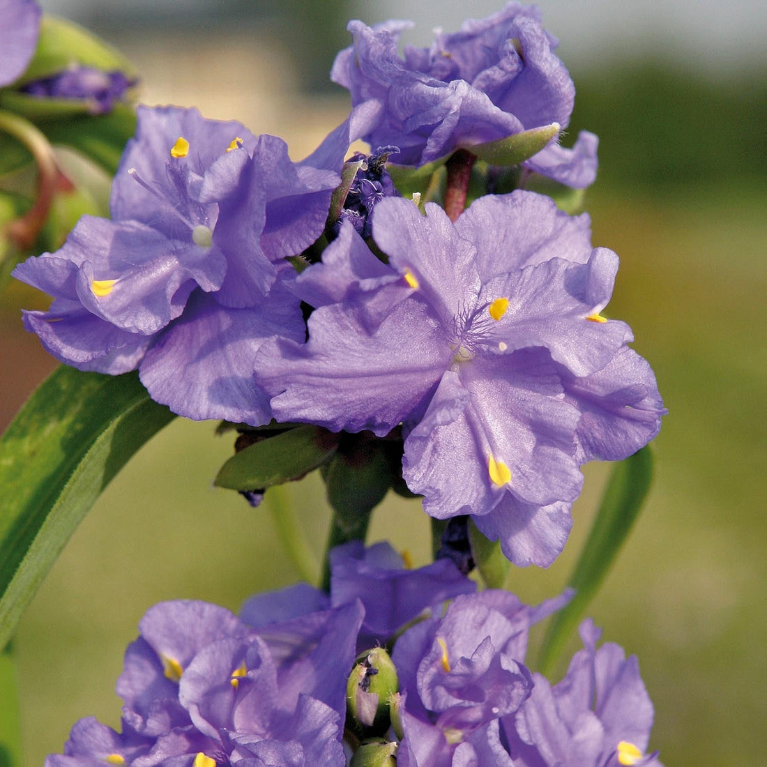 Tradescantia 'Zwanenburg Blue'