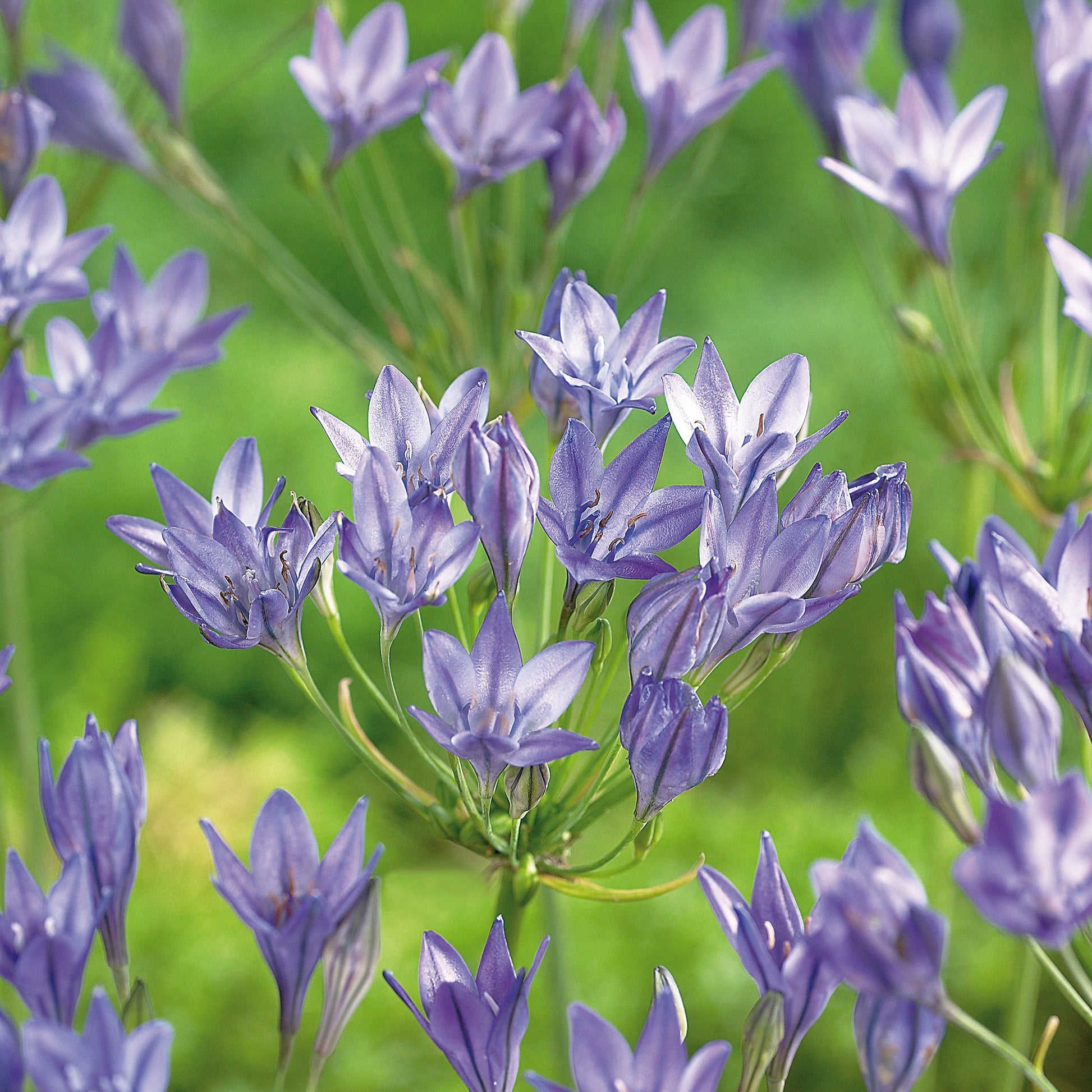 Trillinglilje, Triteleia 'Queen Fabiola'