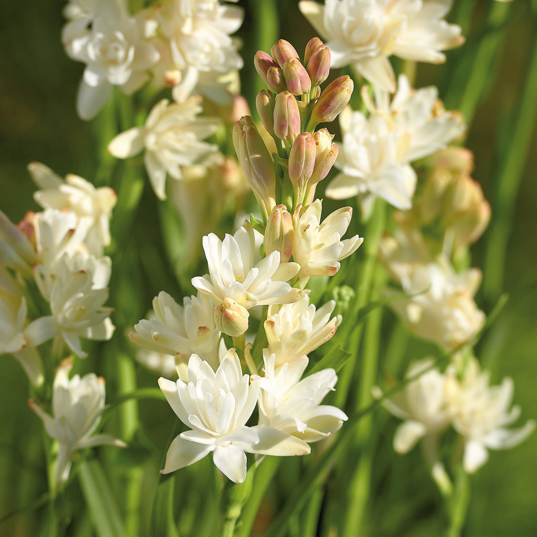 Tuberose, Polianthes tuberosa