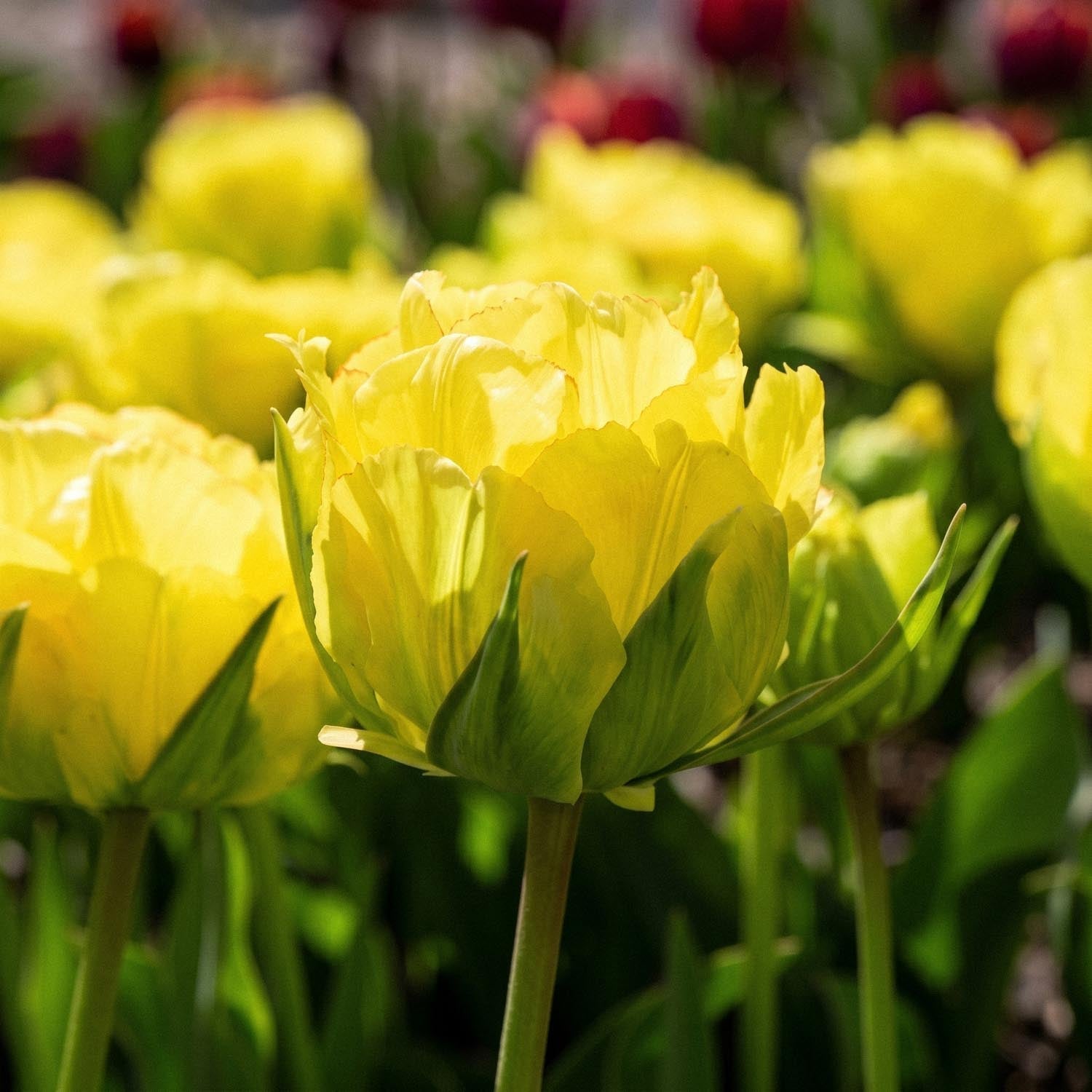 Tulipan 'Akebono'