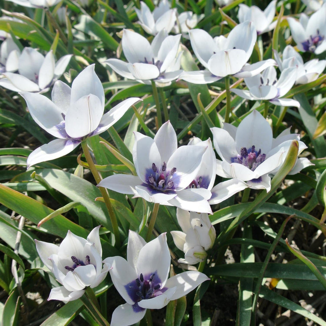 Tulipan 'Albo Caerulea'