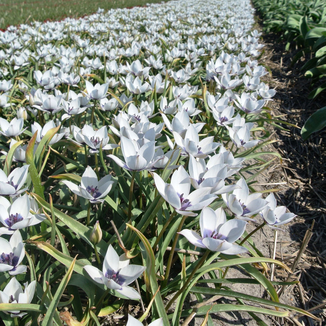 Tulipan 'Albo Caerulea'