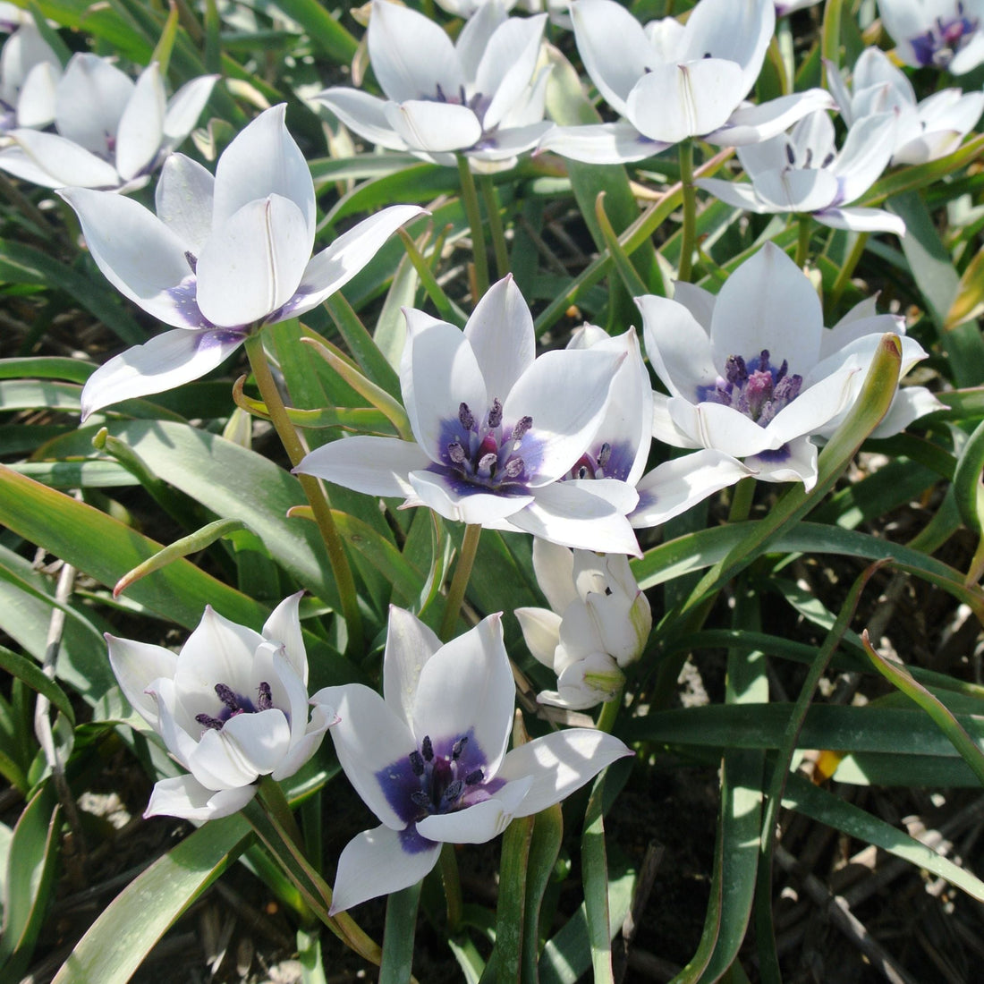 Tulipan 'Albo Caerulea'