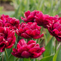 Tulipan 'Alison Bradley'